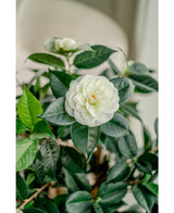 Konstgjord växt Camellia japonica 100 cm