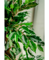 Konstgjord växt Ficus Crazy 120 cm