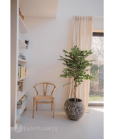 Konstgjord växt Ficus Green 150 cm