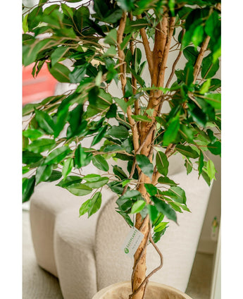 Konstgjord växt Ficus Green 180 cm