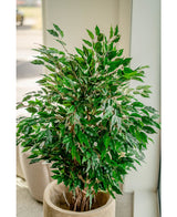 Konstgjord växt Ficus Liana 120 cm