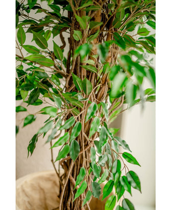 Konstgjord växt Ficus Liana 180 cm