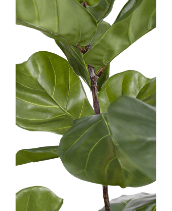 Konstgjord växt Ficus Tobacco Plant Deluxe 215 cm