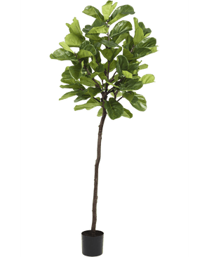 Konstgjord växt Ficus Tobacco Plant Deluxe 215 cm