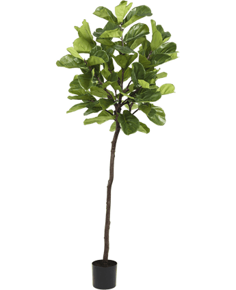 Konstgjord växt Ficus Tobacco Plant Deluxe 215 cm