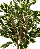 Konstgjord växt Ficus grön/vit 90 cm