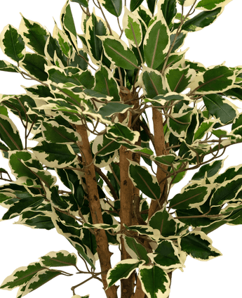 Konstgjord växt Ficus grön/vit 90 cm