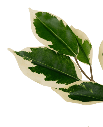 Konstgjord växt Ficus grön/vit 90 cm
