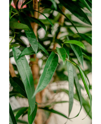 Konstgjord växt Longifolia Royale 150 cm