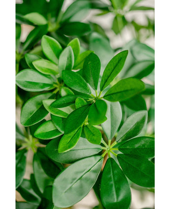 Konstgjord växt Schefflera 120 cm.