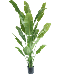 Konstgjord växt Strelitzia Nicolai Deluxe 215 cm