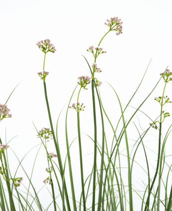 Konstgräs Purjolök Blomma Lök Gräs kruka 120cm brandhämmande