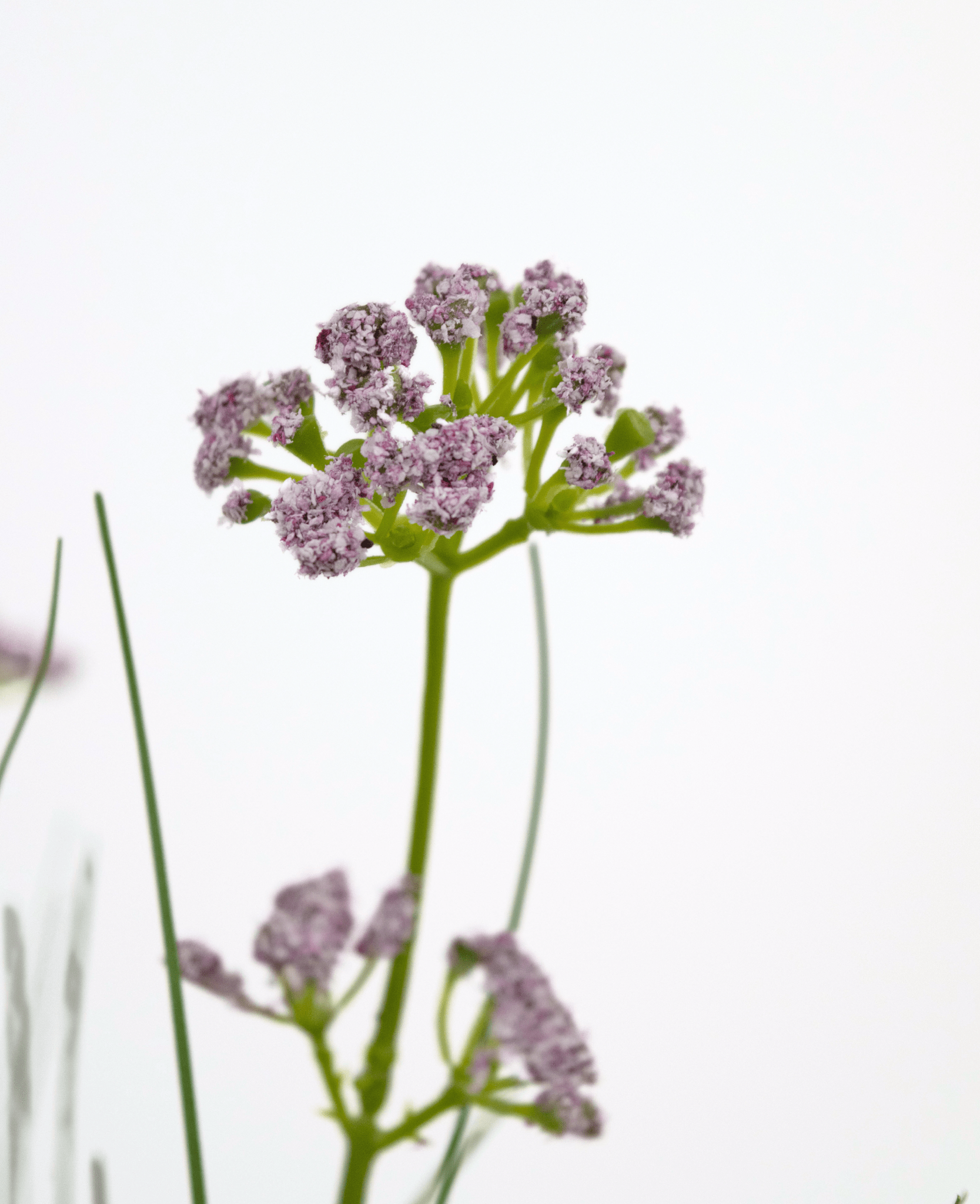 Konstgräs Purjolök Blomma Lök Gräs kruka 60cm brandhämmande