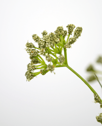 Konstgräs Purjolök Blomma Lök Gräs kruka 60cm brandhämmande