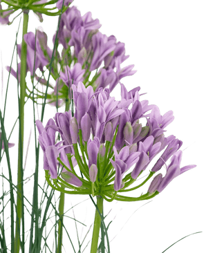 Konstgräs lila Agapanthus lökgräs kruka 90cm brandhämmande