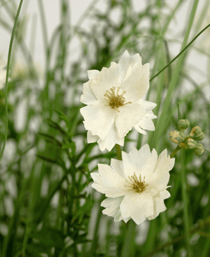 Konstgräs vitt Gesang Flower lökgräs kruka 90cm brandhämmande