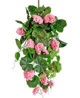 Den Konstgjorda hängväxten Geranium 75 cm rosa har konstgjorda gröna blad och rosa pelargonblommor som faller ner, perfekt som hängdekor mot vit bakgrund.