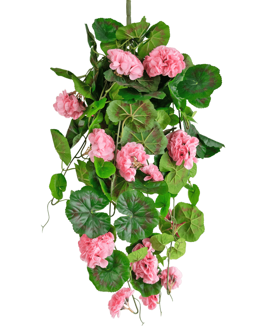 Den Konstgjorda hängväxten Geranium 75 cm rosa har konstgjorda gröna blad och rosa pelargonblommor som faller ner, perfekt som hängdekor mot vit bakgrund.