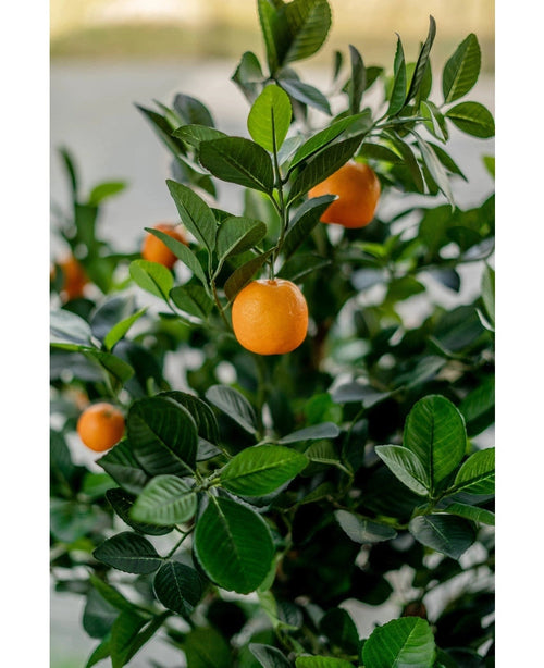 En närbild av det konstgjorda apelsinträdet 120 cm visar levande orange frukter bland glänsande gröna blad, med en suddig bakgrund som framhäver det konstgjorda trädets realistiska, livfulla utseende.
