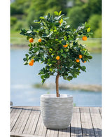 Een Kunst-sinaasappelboom van 120 cm met rijpe vruchten staat in een witte pot met reliëf op een houten terras, met uitzicht op een wazig waterpartij en een groen landschap buiten.