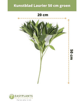 Konstgjord lagerblad 50 cm grön konstgjord blomdekor, 50 cm hög och 20 cm bred, visad på vit bakgrund med mått. Perfekt för alla interiörer. Easyplants logotyp längst ner.