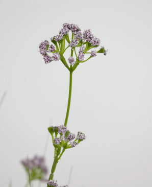 Konstgräs Purjolök Blomma Lök Gräs Pot 100 cm brandskyddsmedel har en enda grön stjälk med klasar av små, känsliga ljuslila blommor, avbildade mot en vanlig vit bakgrund.