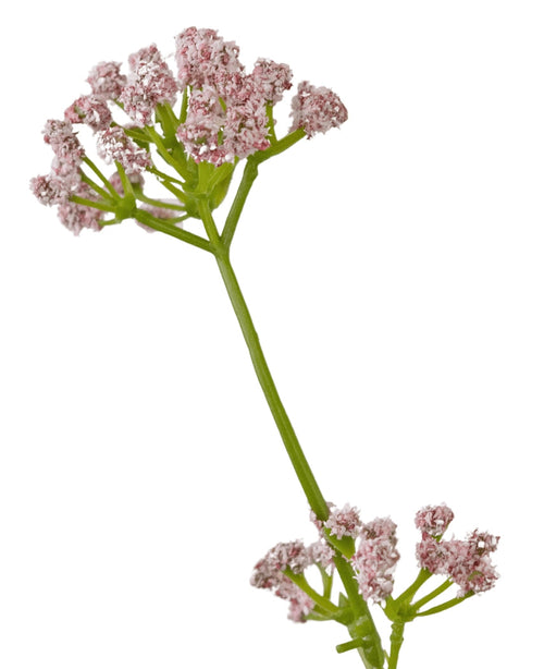 Konstgräs Purjolök Blomma Lök Gräs Pot 120 cm brandskyddsmedel har en enda grön stjälk med klasar av små, känsliga rosa blommor mot en vit bakgrund.