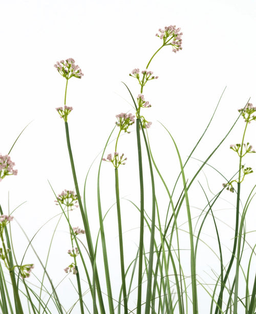 Konstgräs Purjolök Blomma Lök Gräskruka 120cm har höga, smala gröna stjälkar med klasar av ljusrosa blommor och gräsliknande löv. Denna konstgjorda växt är brandhämmande och kommer i en elegant kruka för ett naturligt utseende.