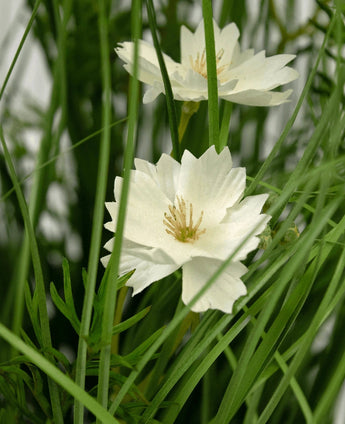 De Kunstgras witte Gesang Bloem uiengraspot (56cm, brandvertragend) heeft twee witte bloemen met gekartelde bloemblaadjes en een geel hart, te midden van realistisch groen gras en bladeren voor een weelderig effect.