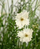 Den brandhämmande konstgräs vit Gesang Flower lök gräskruka 90cm har verklighetstrogna vita lagerblommor med små knoppar, mellan tunt grönt gräs och löv för en fräsch, naturlig look.