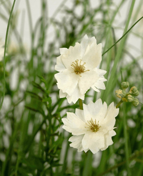 Den brandhämmande konstgräs vit Gesang Flower lök gräskruka 90cm har verklighetstrogna vita lagerblommor med små knoppar, mellan tunt grönt gräs och löv för en fräsch, naturlig look.