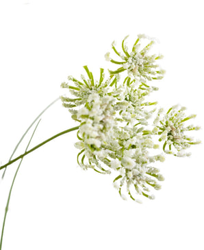 Närbild av konstgräsrotsblommor Lökgräs, 90 cm brandhämmande, med känsliga gröna stjälkar och rasmosa blomhuvuden med en vit pudrig look, isolerad på en vit bakgrund.
