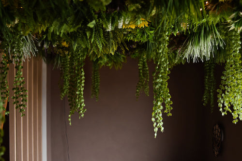 Artificiell Hedge Lush Deco Deluxe 100x100 cm UV lägger till en frodig, grön baldakin till taket och ger livfulla lövverk till ett dunkelt inre utrymme med enkla bruna väggar.