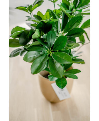 En närbild av den konstgjorda växten Baby Schefflera UV 45 cm, med breda, glänsande blad i en beige kruka med vit etikett, uppsatt på en ljus träyta.