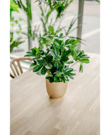 Konstgjorda växten Baby Schefflera UV 45 cm, med sina breda gröna blad, står i en kruka på ett ljust träbord inomhus, badad i det naturliga ljuset från stora fönster och omgiven av andra frodiga växter.