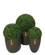 De Kunstplant Buxus romeinse stijl UV D40cm heeft drie kunstmatige, ronde vormsnoeiplanten met dicht groen gebladerte in matzwarte cilindrische potten, elk versierd met een klein oranje label. Weergegeven tegen een witte achtergrond.