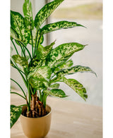 De Kunstplant Dieffenbachia UV 75 cm, met bonte witte en lichtgroene bladeren, staat in een stijlvolle plantenbak op een lichte houten tafel bij het raam, badend in zacht natuurlijk licht.