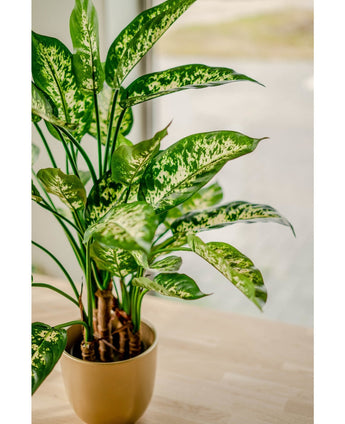 De Kunstplant Dieffenbachia UV 75 cm, met bonte witte en lichtgroene bladeren, staat in een stijlvolle plantenbak op een lichte houten tafel bij het raam, badend in zacht natuurlijk licht.