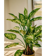 De Kunstplant Dieffenbachia UV 75 cm, met groene bladeren met lichtgele en witte patronen, staat in sierpotten op een zonovergoten tafel bij het raam.
