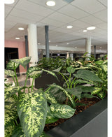 Een close-up van de Kunstplant Dieffenbachia UV 75 cm in moderne potten, geplaatst in een kantoorruimte met witte zuilen, plafondverlichting en een bleek plafond op de achtergrond.