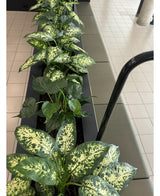 Een Kunstplant Dieffenbachia UV 75 cm met bonte groene bladeren staat in stijlvolle sierpotten naast een tegelvloer en zitbank in een lichte binnenruimte.