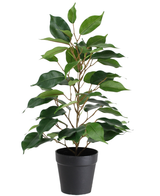 Den konstgjorda växten Ficus in Pot 40cm är en hög konstgjord växt i en kruka med flera grenar och stora, glänsande gröna blad, presenterad i en enkel svart kruka mot en vit bakgrund.