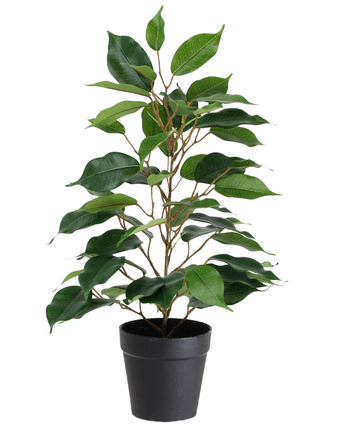 Den konstgjorda växten Ficus in Pot 40cm är en hög konstgjord växt i en kruka med flera grenar och stora, glänsande gröna blad, presenterad i en enkel svart kruka mot en vit bakgrund.