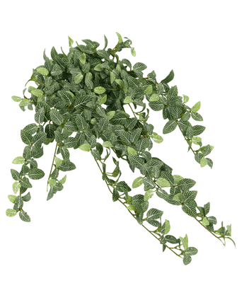 De Kunst Fittonia Groen-wit 90cm is een hangende kunstplant met groene bladeren en witte nerven, die in meerdere richtingen cascadeert tegen een witte achtergrond.