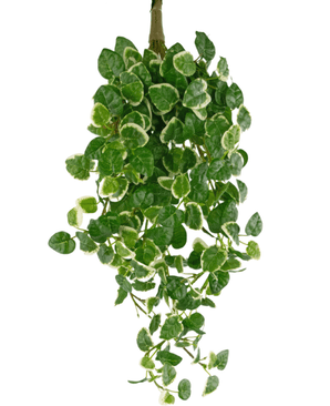 En konstgjord hängväxt Pumila på 50 cm med gröna blad med krämvit kant, som hänger ner mot en vit bakgrund.