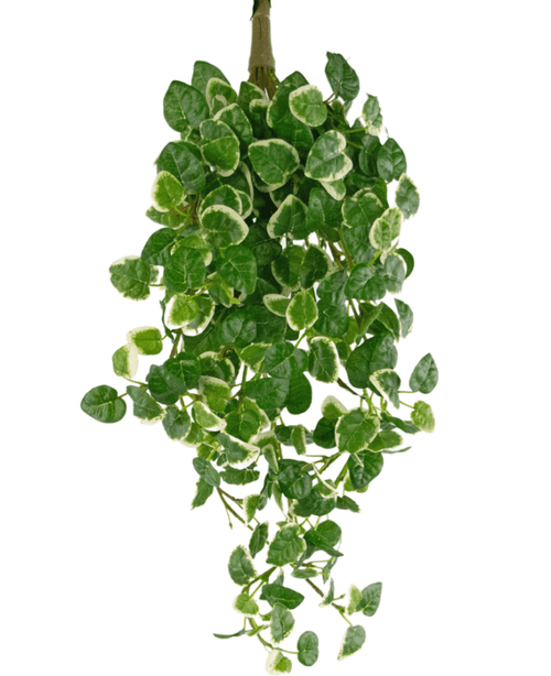 En konstgjord hängväxt Pumila på 50 cm med gröna blad med krämvit kant, som hänger ner mot vit bakgrund.