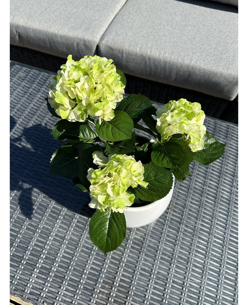 Artificiell Hortensia Grön UV 35 cm, med ljusgröna blommor och mörkgröna blad, står på ett vävt grått utomhusbord med en vadderade bänk i bakgrunden.