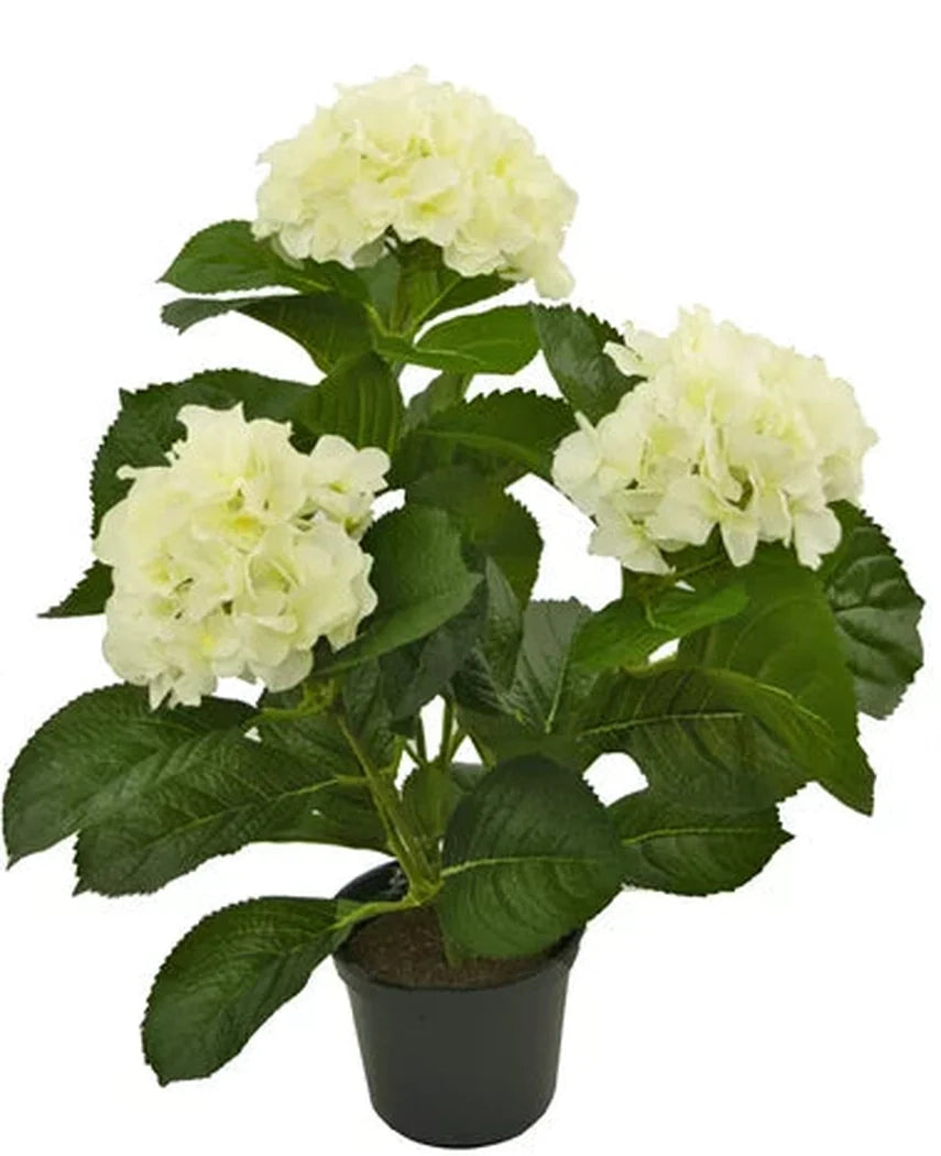 Vi presenterar den konstgjorda växten Hydrangea White UV 35 cm, en naturtrogen konstgjord växt med tre klasar ljusa vita hortensiablommor och frodiga gröna blad, vackert utformad för att likna riktiga blommor, presenterad mot en strålande vit bakgrund.