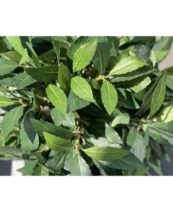 En närbild av växten Artificiell Laurel UV d55 cm visar frodiga, gröna blad med synliga ådror, som tätt överlappar varandra och är vackert upplysta av solljus.