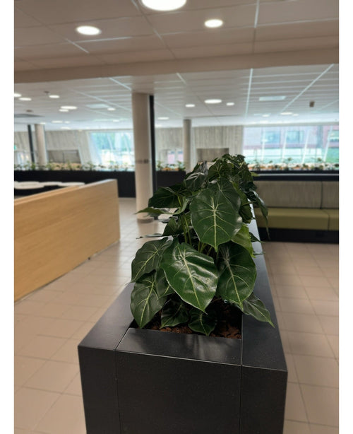 En rad frodiga gröna krukväxter, med den konstgjorda växten Syngonium UV 58 cm i en svart rektangulär kruka, skapar en grön oas i detta moderna kontor med klinkergolv, stora fönster och ljusa möbler.